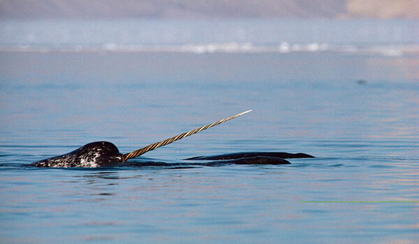 Фотография: `` Sea Narwhal